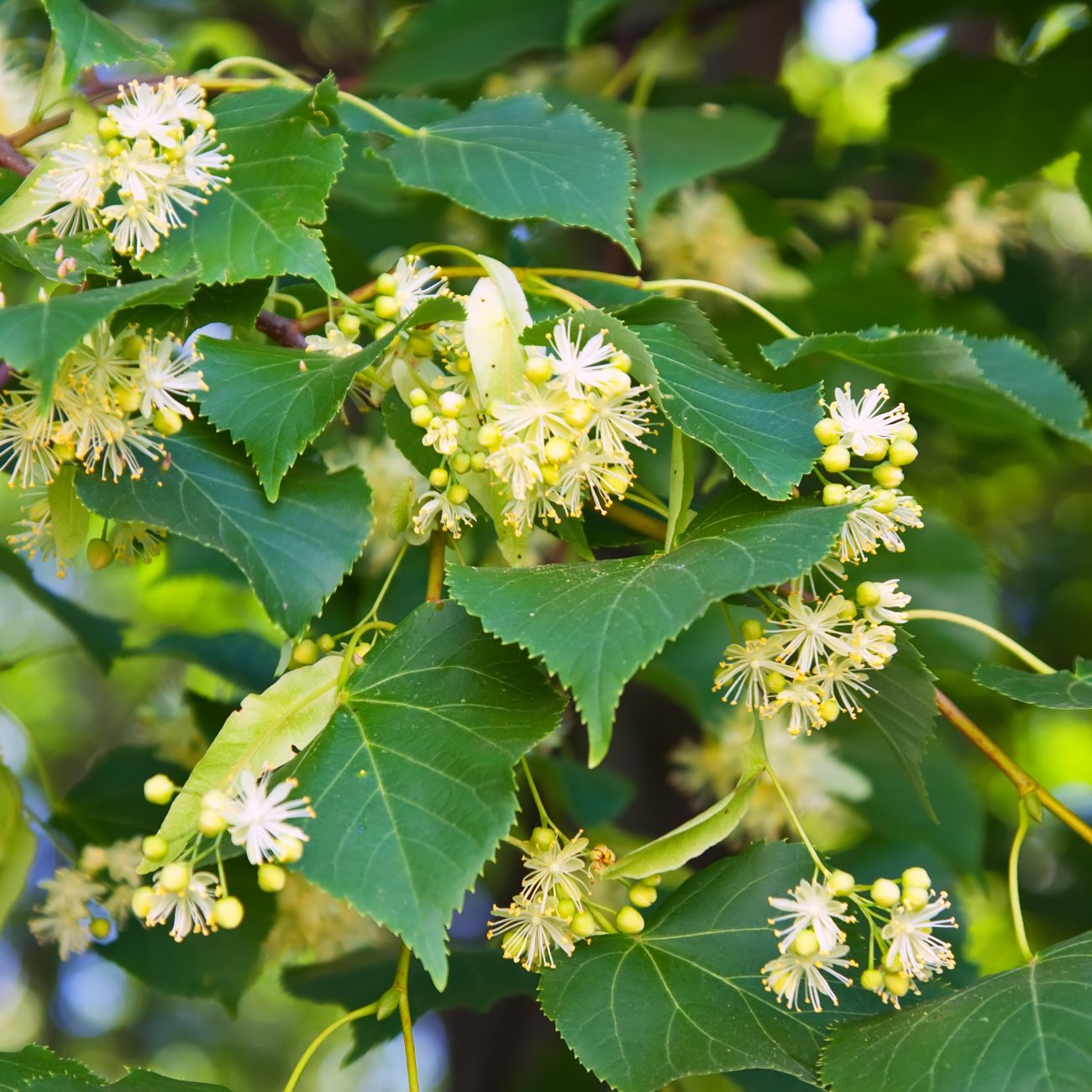 Obrázok Lipa striebristá (Tilia tomentosa) - výška 130-150 cm, kont. C5L